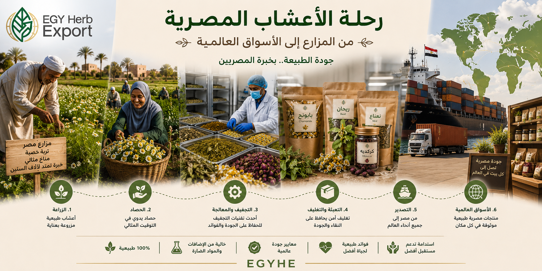 The Journey of Egyptian Herbs from Farms to Global Markets