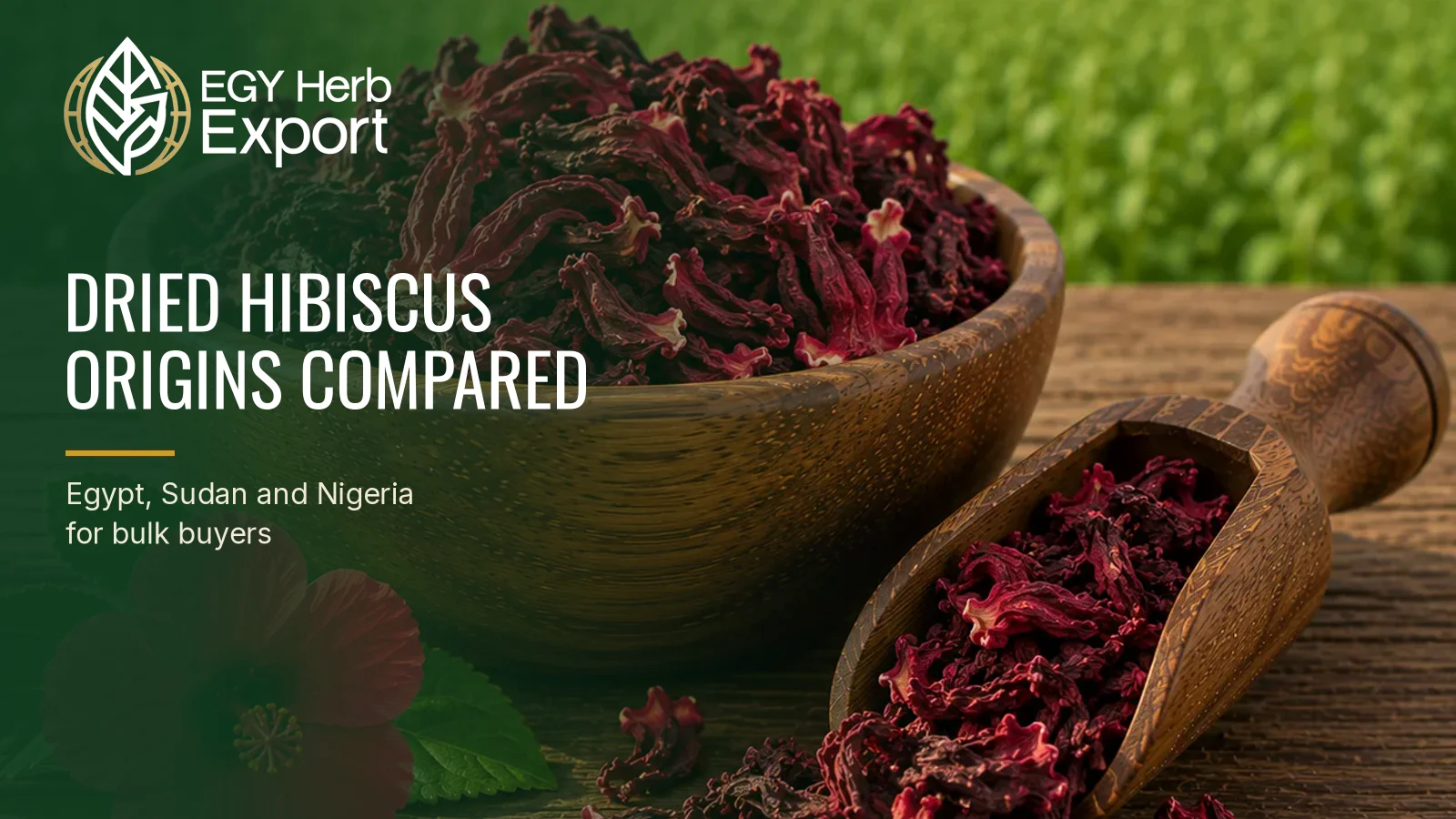 Dried Hibiscus Origins: How Buyers Compare Egypt, Sudan and Nigeria